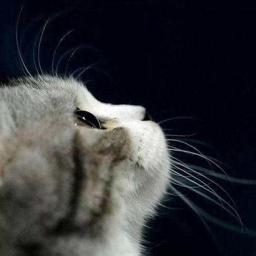 娱乐吃瓜酱找猫,猫咪界的“网红”诞生记